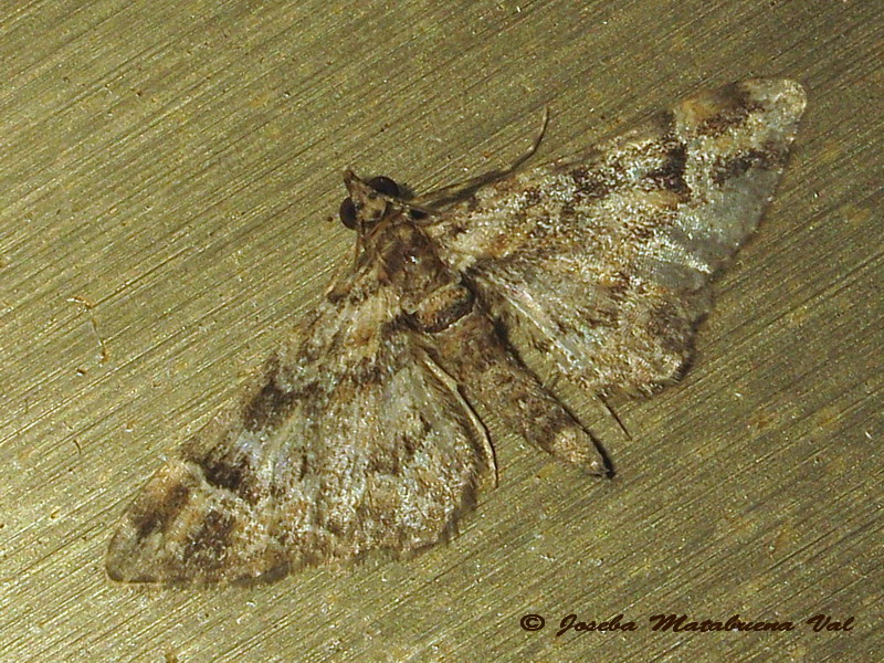 Eupithecia sp. (Geometridae) 2 - Gymnoscelis rufifasciata